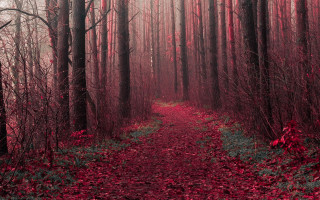 Forest path red leaves neo - a path in a forest free wallpaper