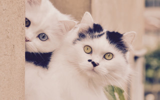 Cats window symmetrical rococo blurry - symmetrical eye free wallpaper
