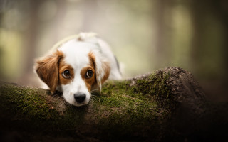 Dog moss log sad portrait - a moss free wallpaper