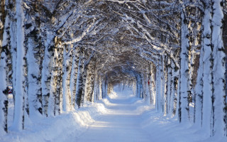 Snowy path trees person walking - tree and snow covered ground free wallpaper