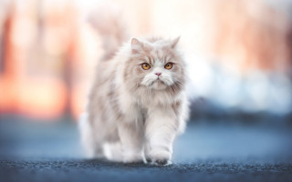 Fluffy white cat street blurry - fluffy free wallpaper