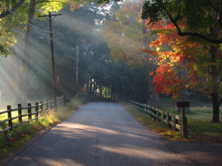 Road fence trees leaves light 2 - the road free wallpaper