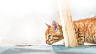 Kitten illusion blue eyes beach - the floor of a room free wallpaper