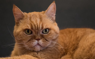 Sad cat laying table black - a sad look free wallpaper