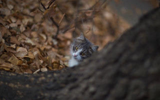 Cat peeking woods bokeh shallow - behind a tree branch free wallpaper