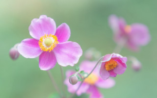 Pink flower yellow center macro - soft color free wallpaper