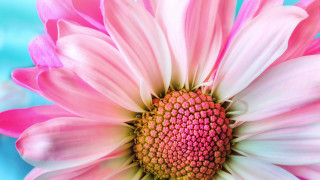 Pink white flower blue background - celia fiennes free wallpaper