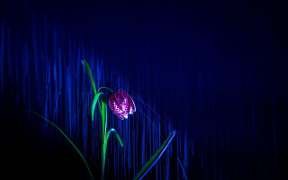 Flower lit blue rain star - vertical line free wallpaper
