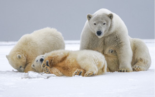 Polar bear cubs snow photorealistic - a polar bear free wallpaper