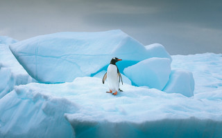 Penguin iceberg ocean cloudy sky - the ice free wallpaper