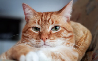 Sad white cat blue eyes - angry free wallpaper