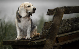 Dog bench grass cloudy sky - a bench free wallpaper