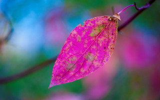 Pink leaf brown spots purple - purple flower free wallpaper