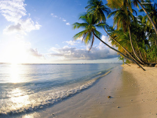 Beach palm trees ocean sun 2 - a sun free wallpaper for desktop