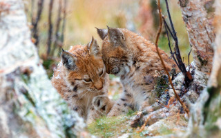 Lynx woods snowy depth of - their eye free wallpaper
