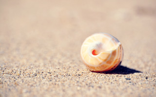 Shell red eye sand beach - a shell free wallpaper
