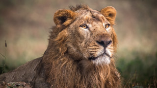 Lion sitting grass serious look - a lion free wallpaper for desktop