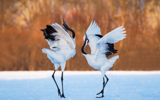 White birds spread wings snow - two white bird free wallpaper