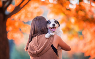 Woman dog autumn leaves blurry - orange leaf free wallpaper