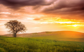 Lone tree sunset clouds field - a lone tree in a field free wallpaper