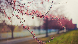 Pink cherry blossom tree road - elinor proby adams free wallpaper