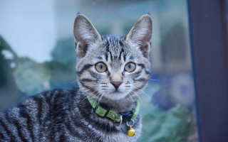 Cat collar window plant animal - something outside free wallpaper