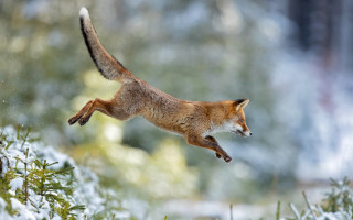 Fox jumping snowy forest award - a fox free wallpaper