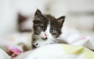 Kitten blue eyes bed flower - the bed free wallpaper