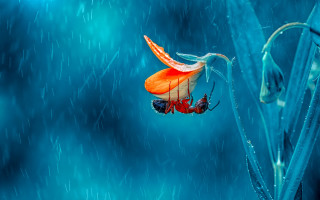 Red blue butterfly blue flower - butterfly free wallpaper for desktop