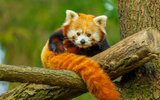 Sad red panda on branch - fan qi free wallpaper