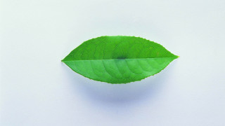 Green leaf white surface reflection - a white surface free wallpaper