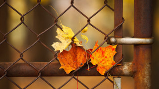 Leaves fence chain rust fire - color free wallpaper for desktop