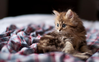 Kitten bed plaid cute photorealistic - plaid free wallpaper