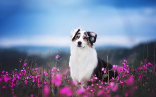 Dog flower field clouds sky - a field of flowers free wallpaper for desktop