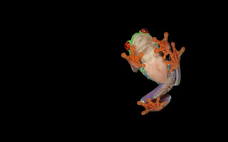 Frog orange green legs black - subsurface free wallpaper