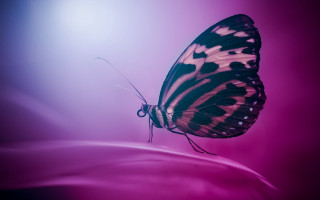 Butterfly black white wings pink - wing free wallpaper for desktop