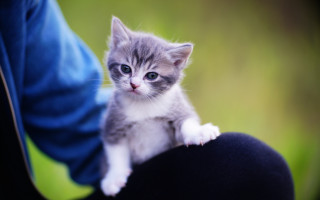 Kitten arm cat carlos animal - a small kitten free wallpaper