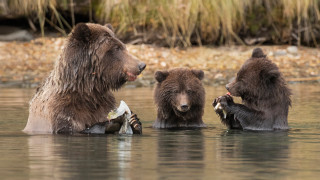Bears fish duck water wildlife - a fish free wallpaper