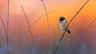 Small bird branch orange pink - thin free wallpaper for desktop