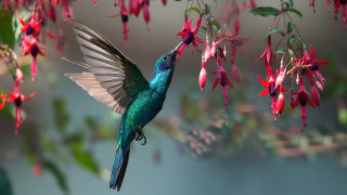 Hummingbird flower branch bokeh blue - a hummingbird free wallpaper
