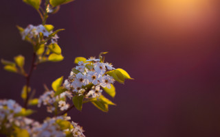 Flower field bokeh anamorphic lensflare - derold page free wallpaper
