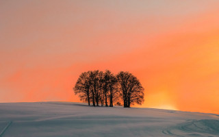 Snowy slope trees pink sky - top of a snow free wallpaper