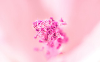 Pink flower macro hanami spring - florianne becker free wallpaper