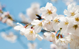 White flowers branch blue sky 3 - asai chū free wallpaper