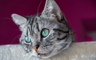 Cat blue eyes laying white - a white blanket free wallpaper