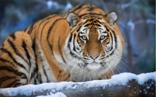 Tiger snow forest fence portrait - a snow free wallpaper for desktop