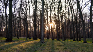 Sunshine park trees branch cherry - grass and trees free wallpaper