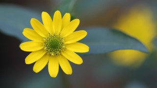Yellow flower green leaves macro 10 - a yellow flower free wallpaper
