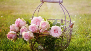 Basket pink roses fence grass - the grass next free wallpaper