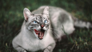 Wide mouthed cat blurry background - mouth wide free wallpaper